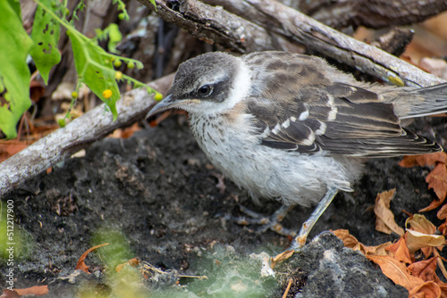 Galapagos Island