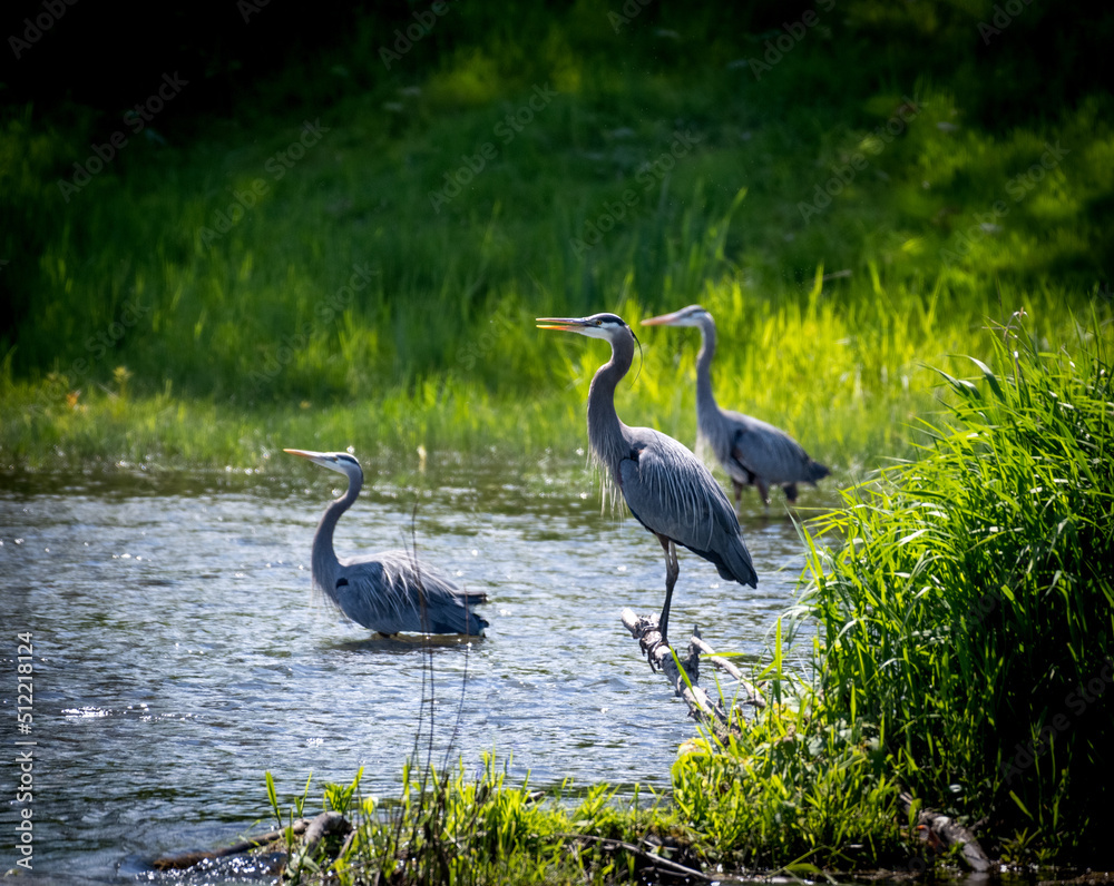 Fototapeta premium Three great blue herons on a river