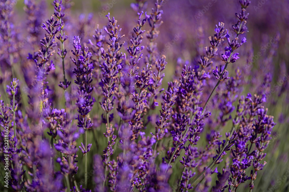 Naklejka premium Lavender field in bloom ready for harvest on a farm in Vacaville Northern California, near San Francisco