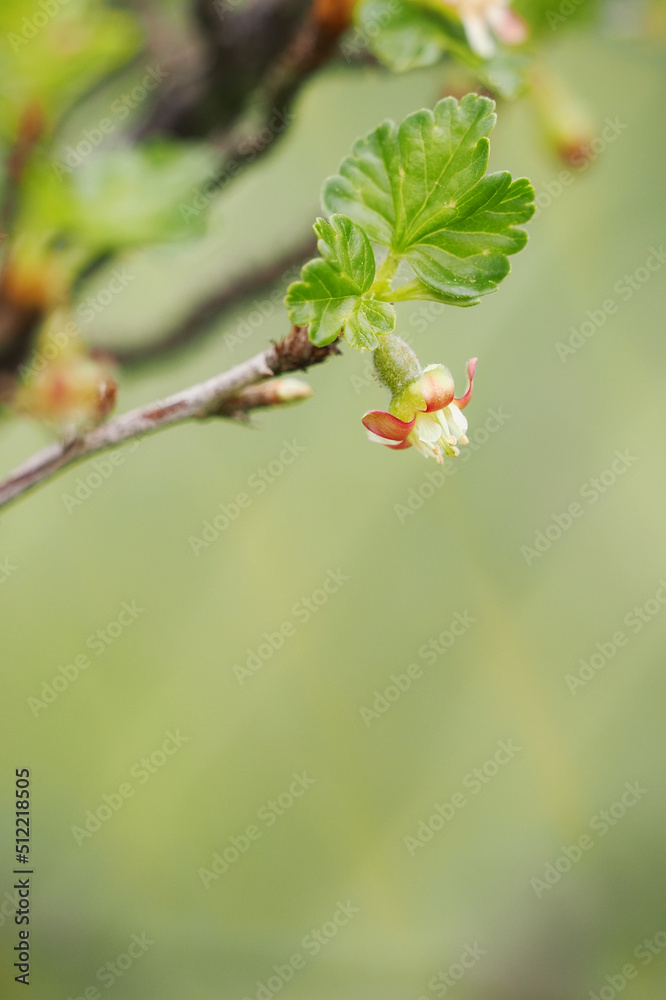 A tiny gooseberry blossom on a twig with a leaf. A tiny gooseberry blossom on a twig with a leaf.