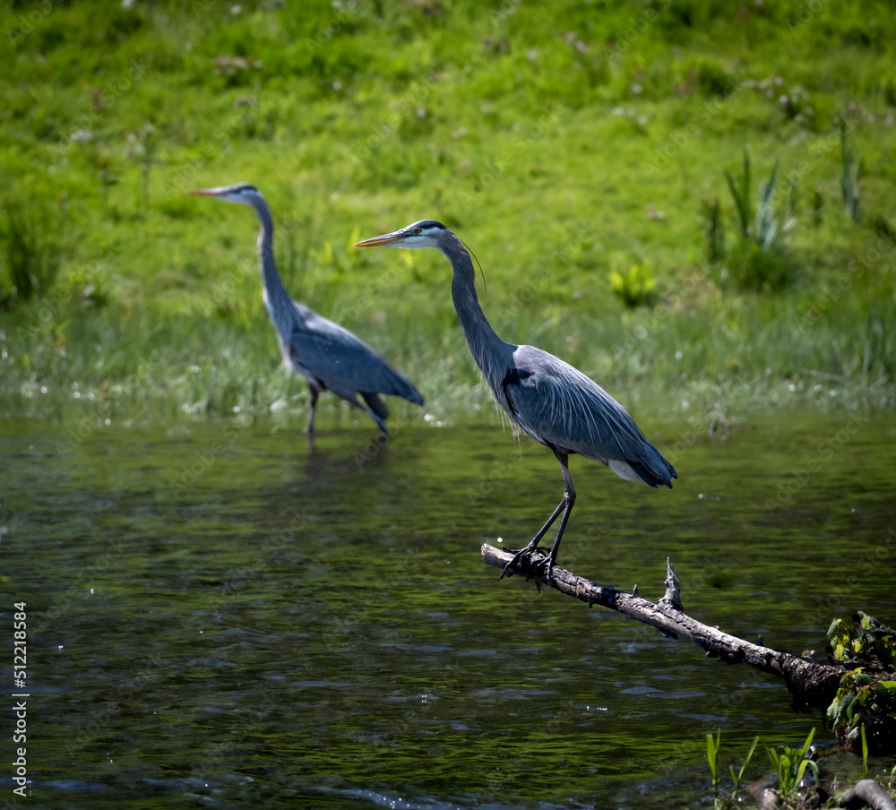 Naklejka premium Great blue herons on a river perched and wading