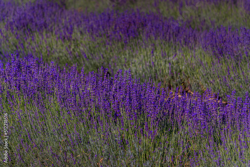 Lavender field in bloom ready for harvest on a farm in Vacaville Northern California, near San Francisco