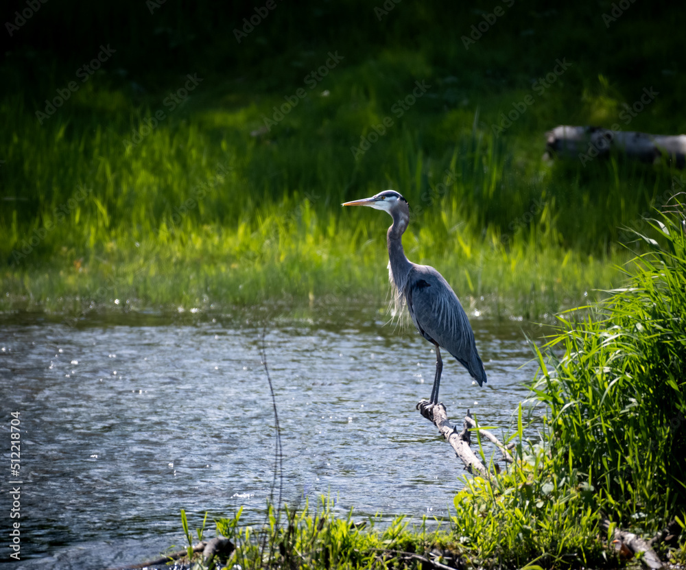 Great blue heron perched above a river Great blue heron perched above a river