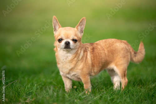 Pies rasy chihuahua stoi na trawie 