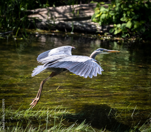Bilde på lerret Great blue heron flying over a river