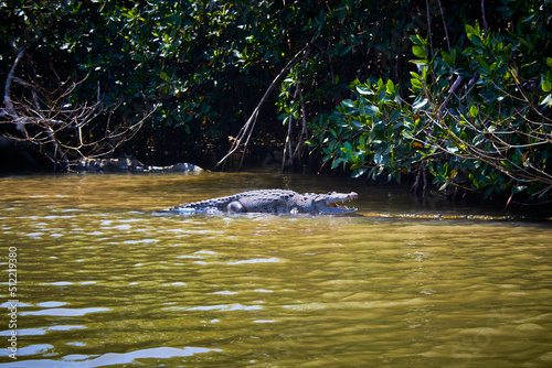 crocodile swimming in front of mangroves in water of yellow color in tecolutla veracruz  photo