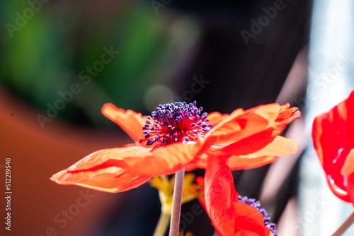 Close-up of red Anemone coronaria, the poppy anemone