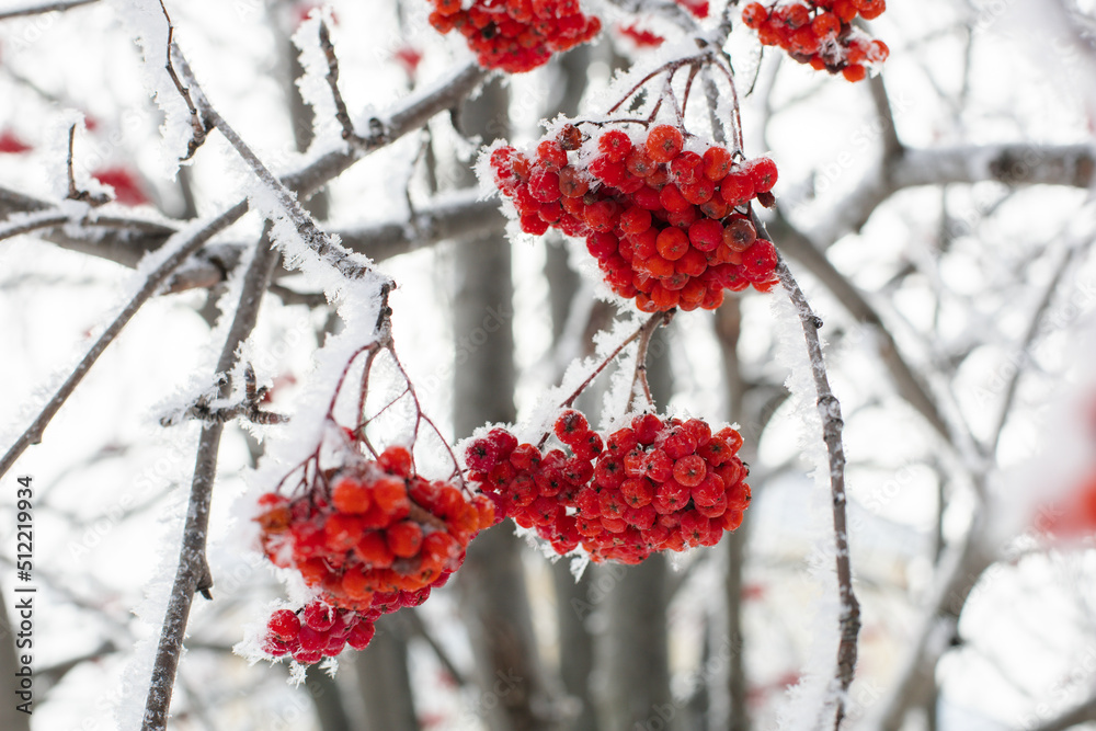 Close up of small thin branches of bright red rowan covered with snow with blurred trees in background in daytime. Gathering healthy berries in winter. Close up of small thin branches of bright red rowan covered with snow with blurred trees in background in daytime. Gathering healthy berries in winter.