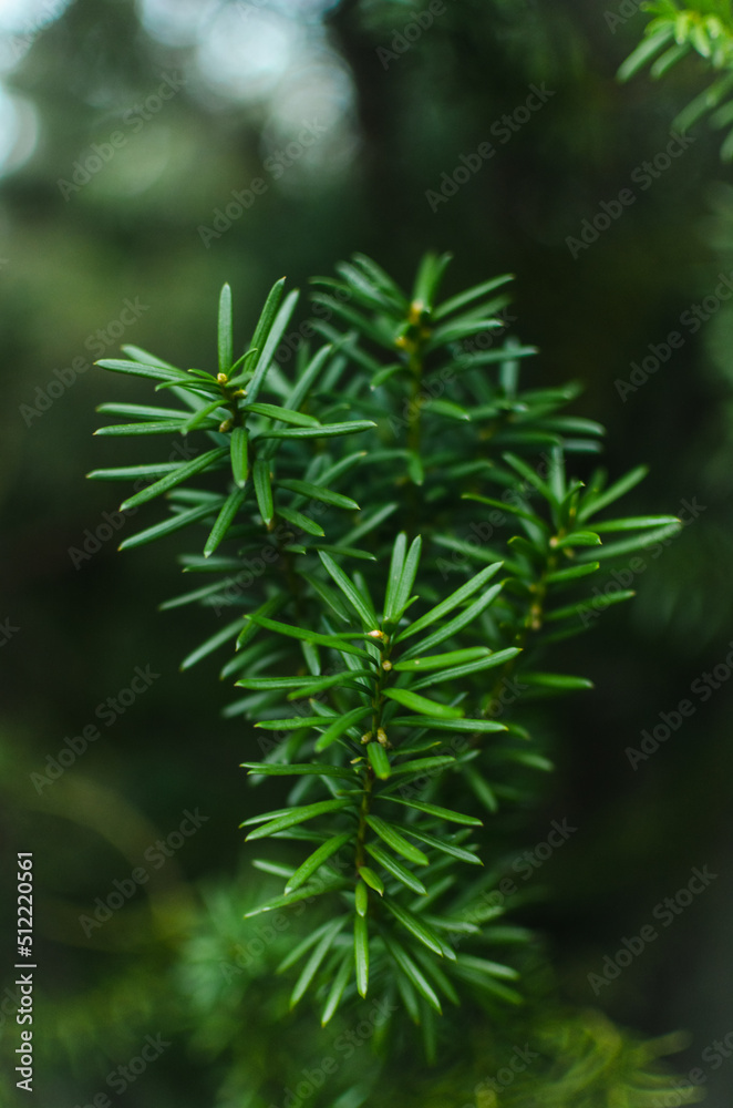 Juicy greens. Needles on Christmas tree branches,