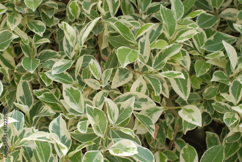 Photo of a set of Euonymus plants with green leaves from the center and yellow edge that can be used as a background
