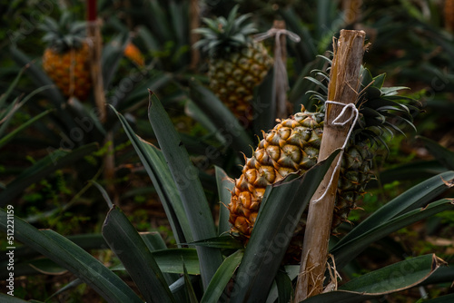 Azores Pineapple fruit on a Traditional Azorean greenhouse Pineapple Plantation. São Miguel Island in the archipelago of Azores.