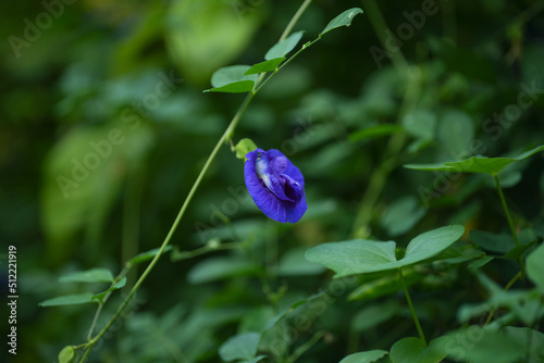 Side of Beautiful blue clitoria ternatea or blue butterfly pea flower in a garden