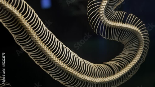 This video shows a curving snake skeleton scientifically displayed against a black background.
