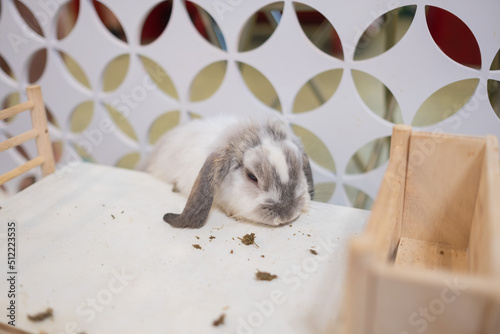 rabbit sleep on ground, bunny pet, holland lop