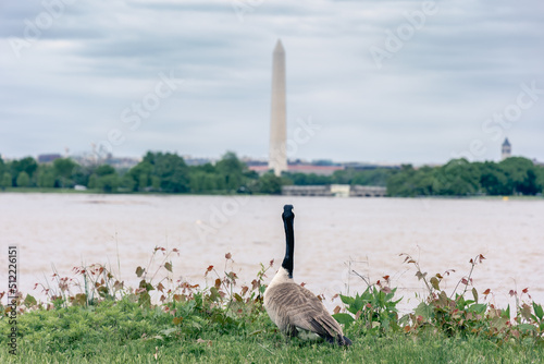 A goose takes in the view of the Washington Monument across the Potomac river