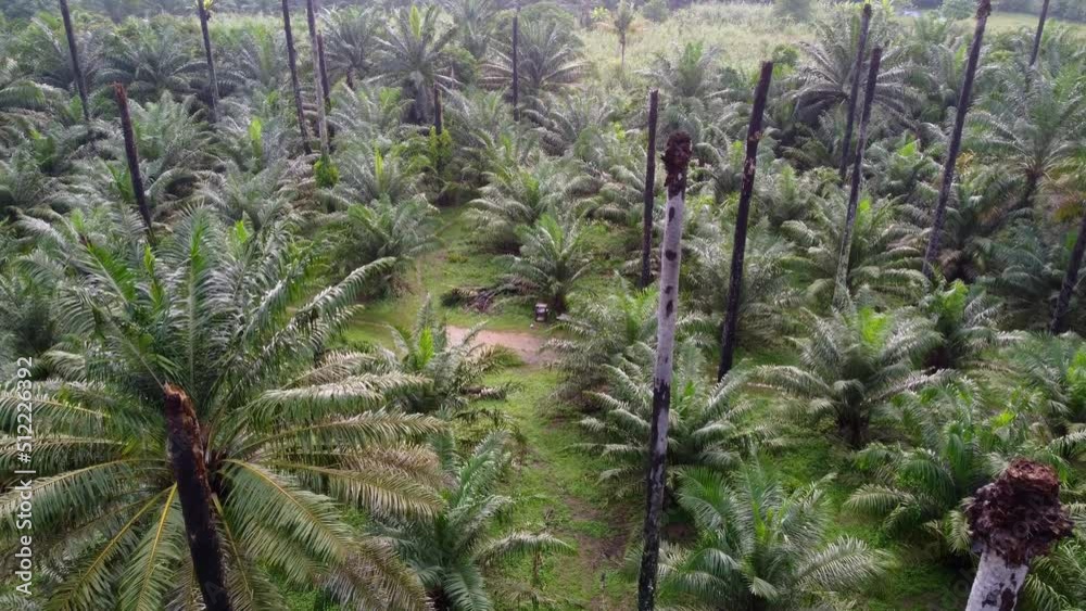 Aerial fly over dead bare oil palm tree in countryside Aerial fly over dead bare oil palm tree in countryside