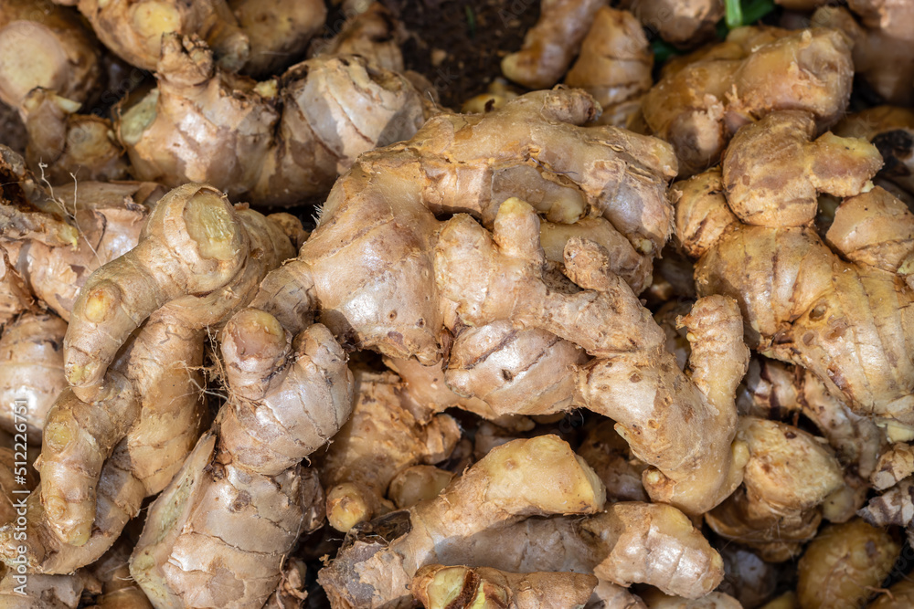 fresh organic ginger from farm close up from different angle
