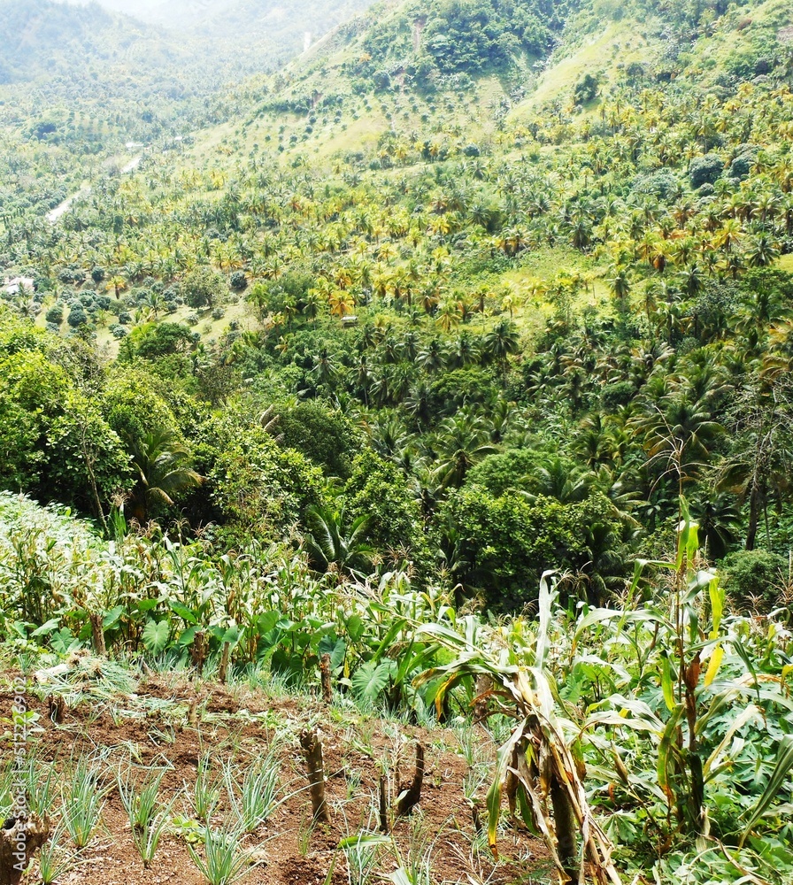 A steep farm with corn, and coconut trees in the ground, Philippines