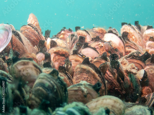 Zebra Mussel photo