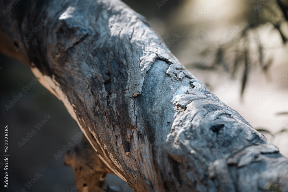 Fototapeta premium gumtree bark