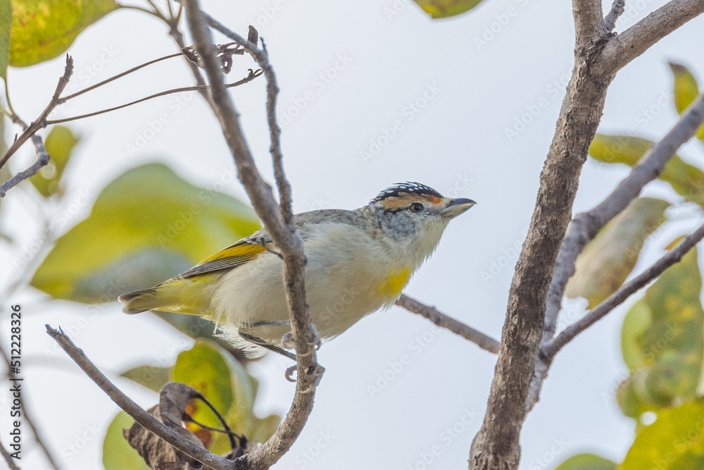 Red-browed Pardalote in Queensland Australia Red-browed Pardalote in Queensland Australia