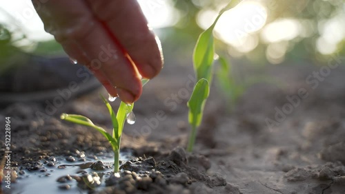 Natural beauty of elderly female hand watering young corn seedlings in summer. Fingers of senior farmer pouring water drops on small corn plant in fertile soil on sunlit sunset background. Close up