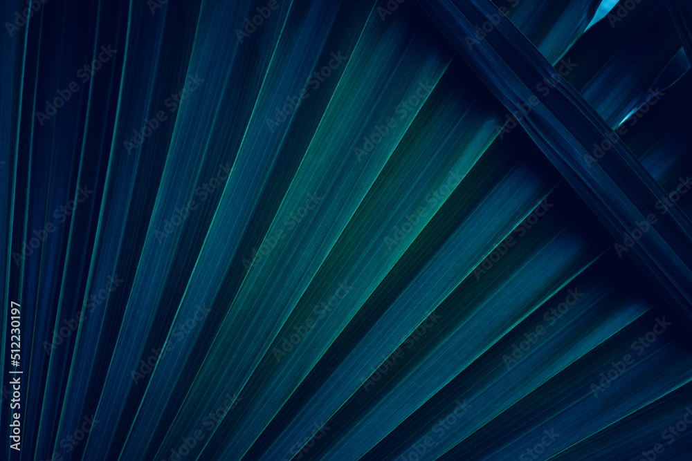 abstract palm leaf texture, nature background, tropical leaf abstract palm leaf texture, nature background, tropical leaf