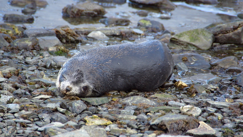 Naklejka premium Young Antarctic fur seal (Arctocephalus gazella) at Jason Harbor on South Georgia Island