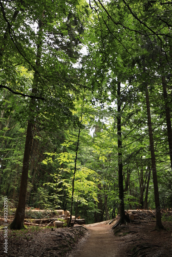 Obraz premium path in the forest