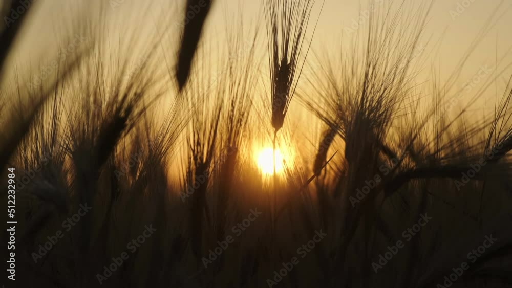 A mature wheat crop grows in a beautiful field at sunset in close-up. Young golden-colored spikelets ripen on farmland on a summer evening. Soft sunlight shines on the fresh leaves of the grains. A mature wheat crop grows in a beautiful field at sunset in close-up. Young golden-colored spikelets ripen on farmland on a summer evening. Soft sunlight shines on the fresh leaves of the grains.