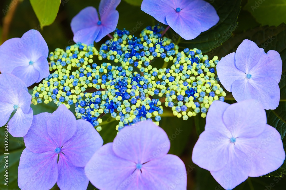 青い額紫陽花	