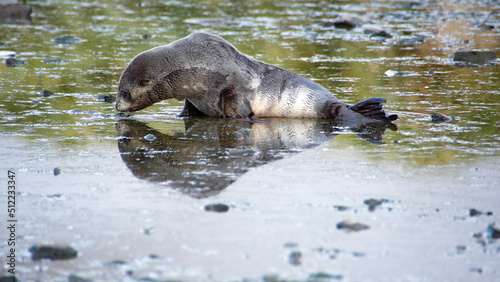 Young Antarctic fur seal (Arctocephalus gazella) in a lake at Jason Harbor on South Georgia Island