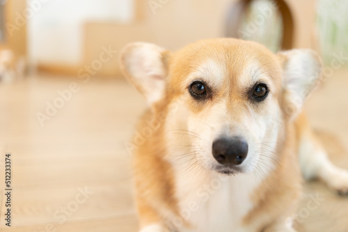 Adult corgi looking around on the wooden ground. Cute Puppy Corgi is lying on the floor 