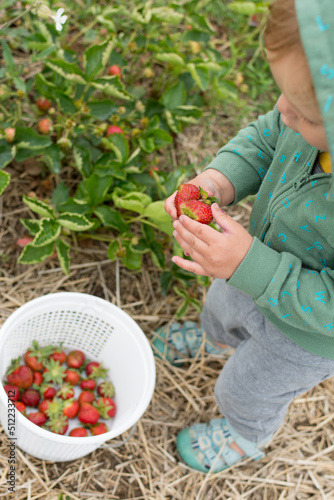 Toddler admiring a strawberry she picked at a farm; a basket of strawberries is nearby