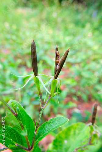 The dry seed pods of Waterkanon, Watrakanu,Minnieroot, Iron root, Feverroot, Popping pod, Trai-no, Toi ting.(Ruellia tuberosa) photo