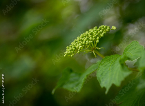 Close up of a green flowering plant
