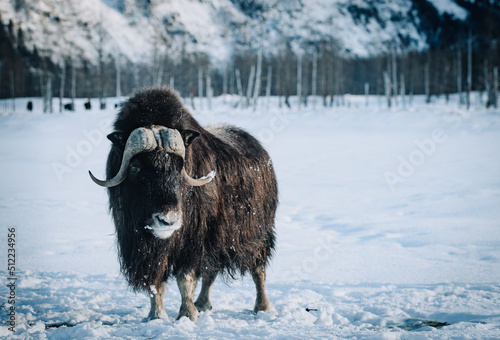 Musk Ox in Alaska © Michael