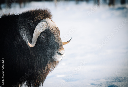 Musk Ox in Alaska