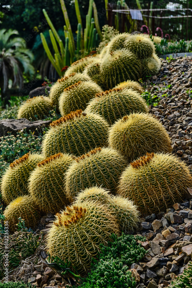 Echinocactus Giant Barrel Cactus is native to central Mexico and is the largest of the barrel cacti, with some of the very mature specimens (more than a hundred years old) reaching more than 150cm Echinocactus Giant Barrel Cactus is native to central Mexico and is the largest of the barrel cacti, with some of the very mature specimens (more than a hundred years old) reaching more than 150cm