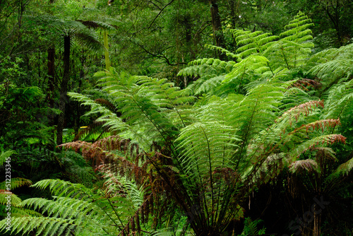 Yarra Ranges Cool Climate Forest After The Recent Wild Storms  