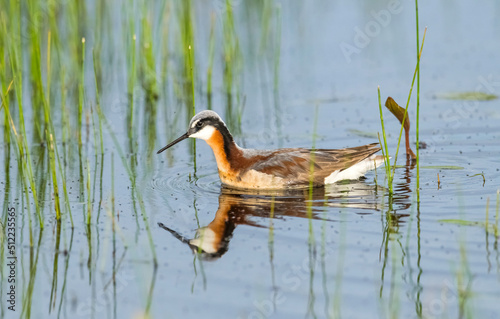 Fototapeta Wilson's Phalaropes chase water bugs  in swamps and ponds
