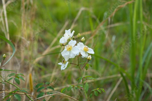 Multiflora rose flowers in the wilderness photo