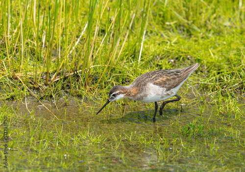 Wilson's Phalaropes chase water bugs in swamps and ponds