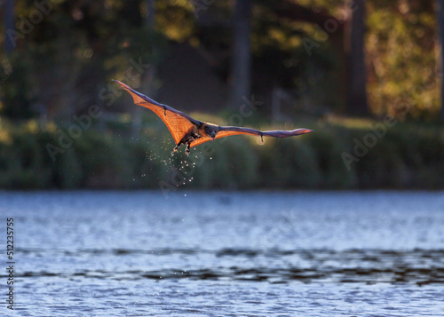 Close-up of a backlit grey-headed flying-fox, Pteropus poliocephalus, dripping water as it flies towards the right after skimming the surface of a pond in Centennial Park, Sydney, Australia. photo