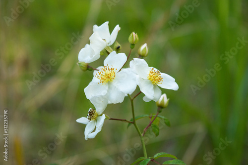 Multiflora rose flowers in the field, close-up 2 photo