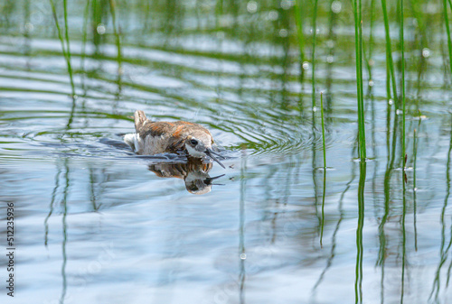 Fotografie, Obraz Wilson's Phalaropes chase water bugs  in swamps and ponds