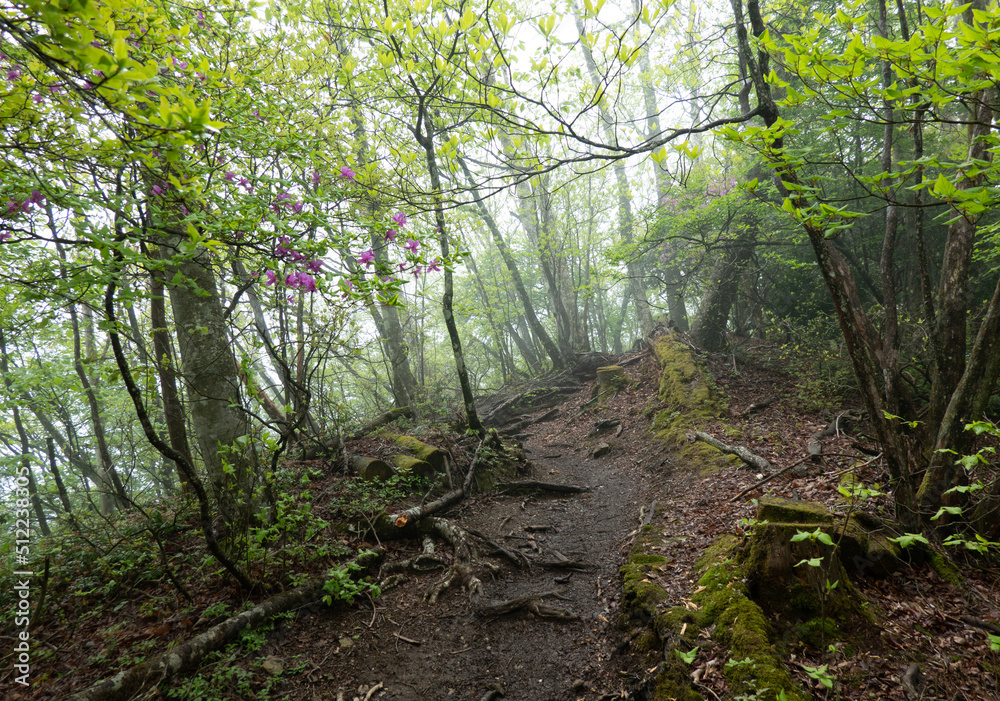 Obraz premium ブナの森