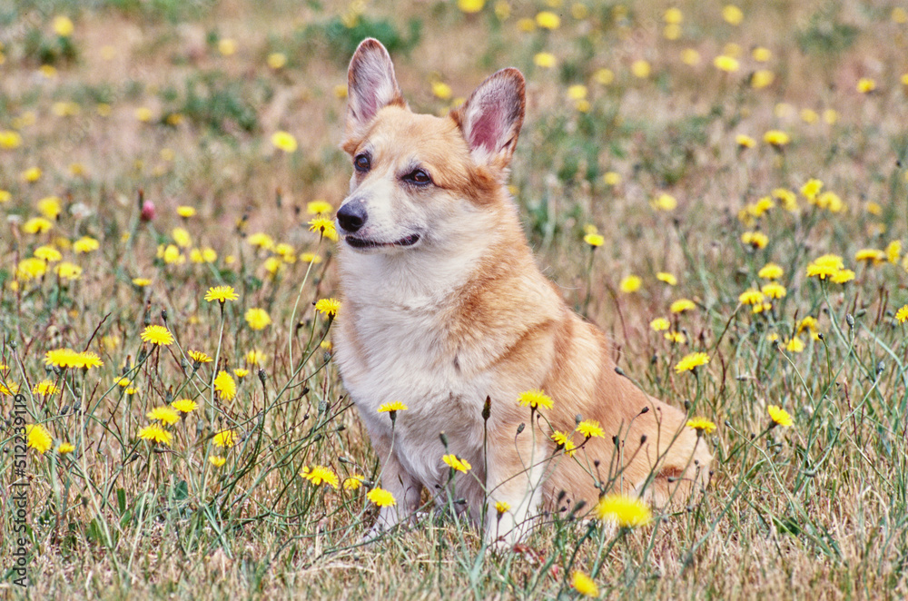 Corgi in meadow with yellow flowers