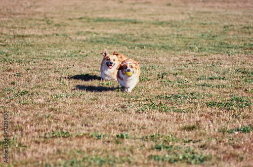 Corgis running in field with ball in mouth © SuperStock