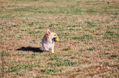 Corgi running in field with ball in mouth